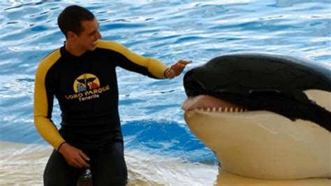 Seaworld trainer killed 2022. Things To Know About Seaworld trainer killed 2022. 